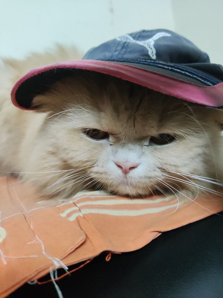 Golden Persian cat Keto wearing a cap